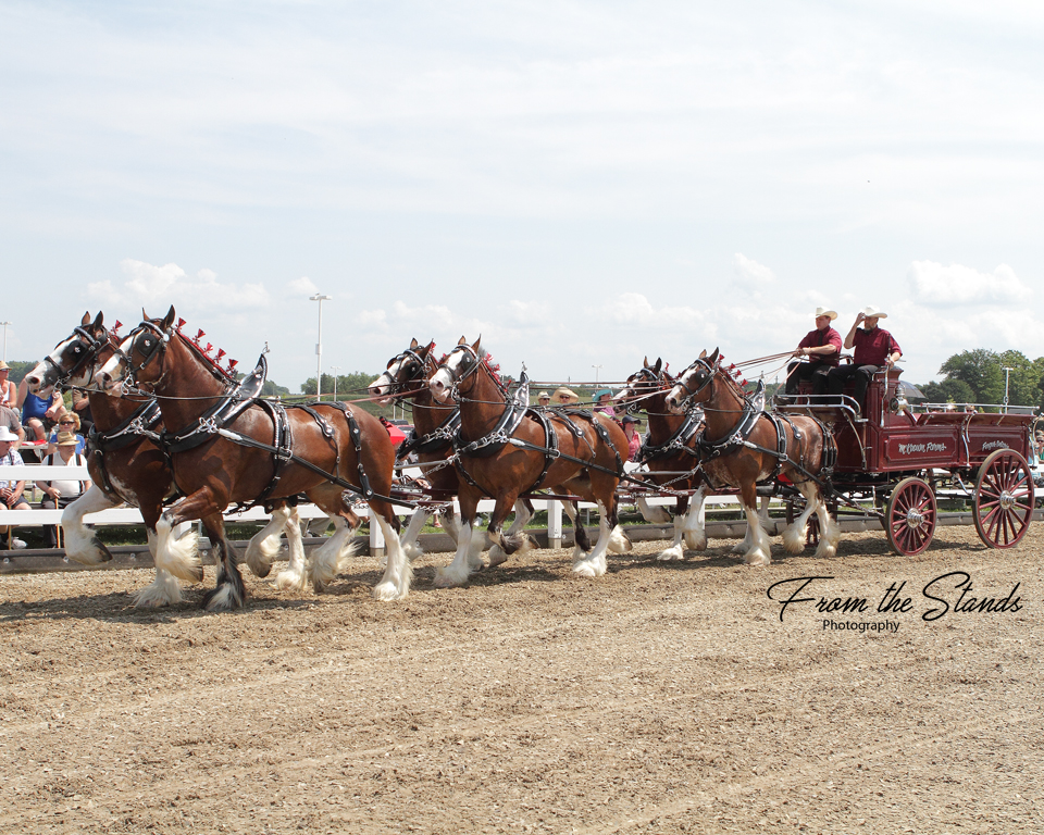 From the Stands Photography | 6004 6 Line E, Ariss, ON N0B 1B0, Canada | Phone: (519) 993-0198