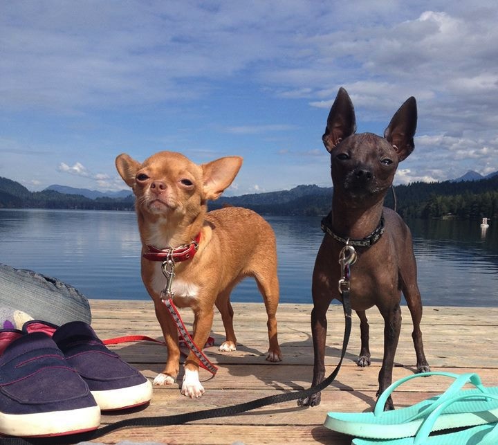 The Tortoise & The Hairless Pet Services | 34519 Lougheed Hwy #7, Mission, BC V2V 6N7, Canada | Phone: (604) 703-3248