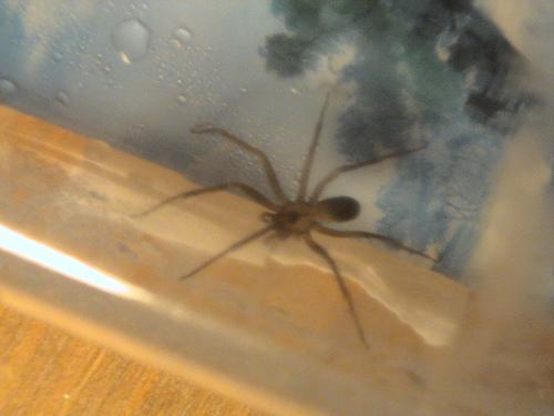 Alpine Pest Control Ltd | 904 E 37th Ave, Vancouver, BC V5W 1G2, Canada | Phone: (604) 328-5337