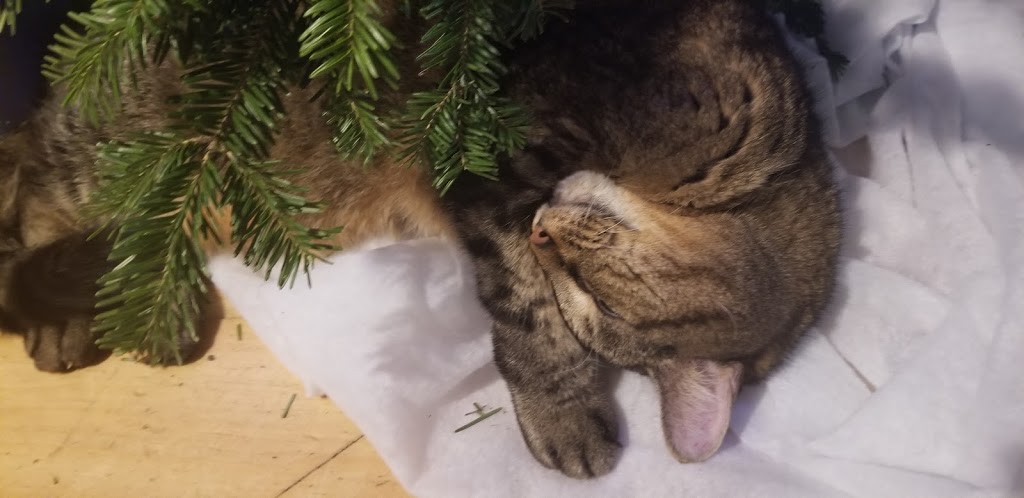 Animal 911 Hopital Veterinaire | 11400 Boul Gouin O, Roxboro, QC H8Y 1X8, Canada | Phone: (514) 685-8387