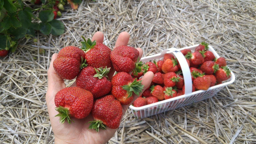 Ruby Berry Farms | 745 Joanette Rd, Chelmsford, ON P0M 1L0, Canada | Phone: (705) 855-9901
