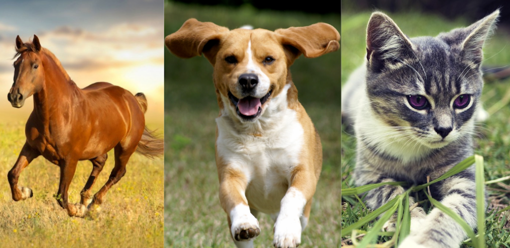 Pet Counsellor | 865 Berry Side Rd, Dunrobin, ON K0A 1T0, Canada | Phone: (613) 697-4350