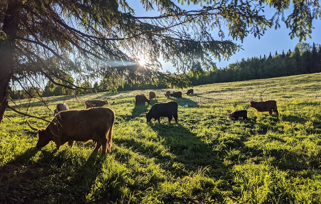 Érablière du Vallon inc. | 433 8e Rang, Saint-Nérée, QC G0R 3V0, Canada | Phone: (418) 243-3486