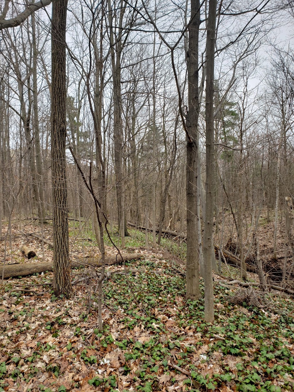 Forest Glade Walkway | Oakville, ON L6H, Canada
