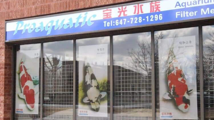 Proaquatic - Aquarium Shop - Specializing in Goldfish and Japane | 585 Middlefield Rd #12a, Scarborough, ON M1V 4Y5, Canada | Phone: (647) 728-1296