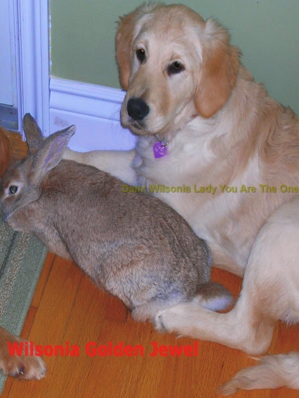 Wilsonia Kennel | 5301 NS-201, Bridgetown, NS B0S 1C0, Canada | Phone: (902) 312-1178