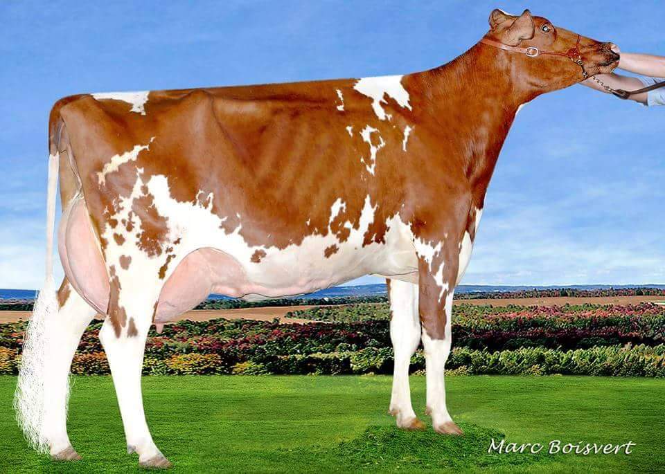 Ferme Raylag 2008 Inc | 18 Av. Lambert, Beauceville, QC G5X 1T8, Canada | Phone: (418) 230-9018
