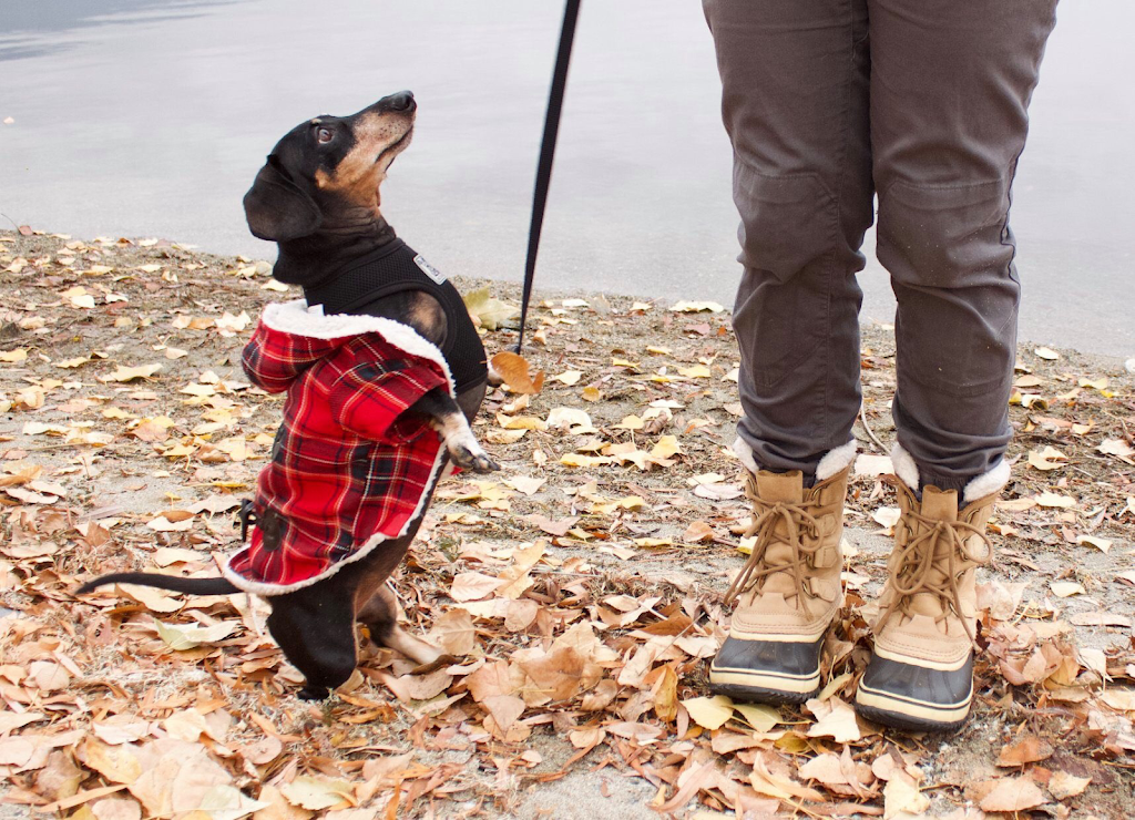 Kitty’s Dog Walking | 7600 Cottonwood Dr, Osoyoos, BC V0H 1V3, Canada | Phone: (250) 719-4677