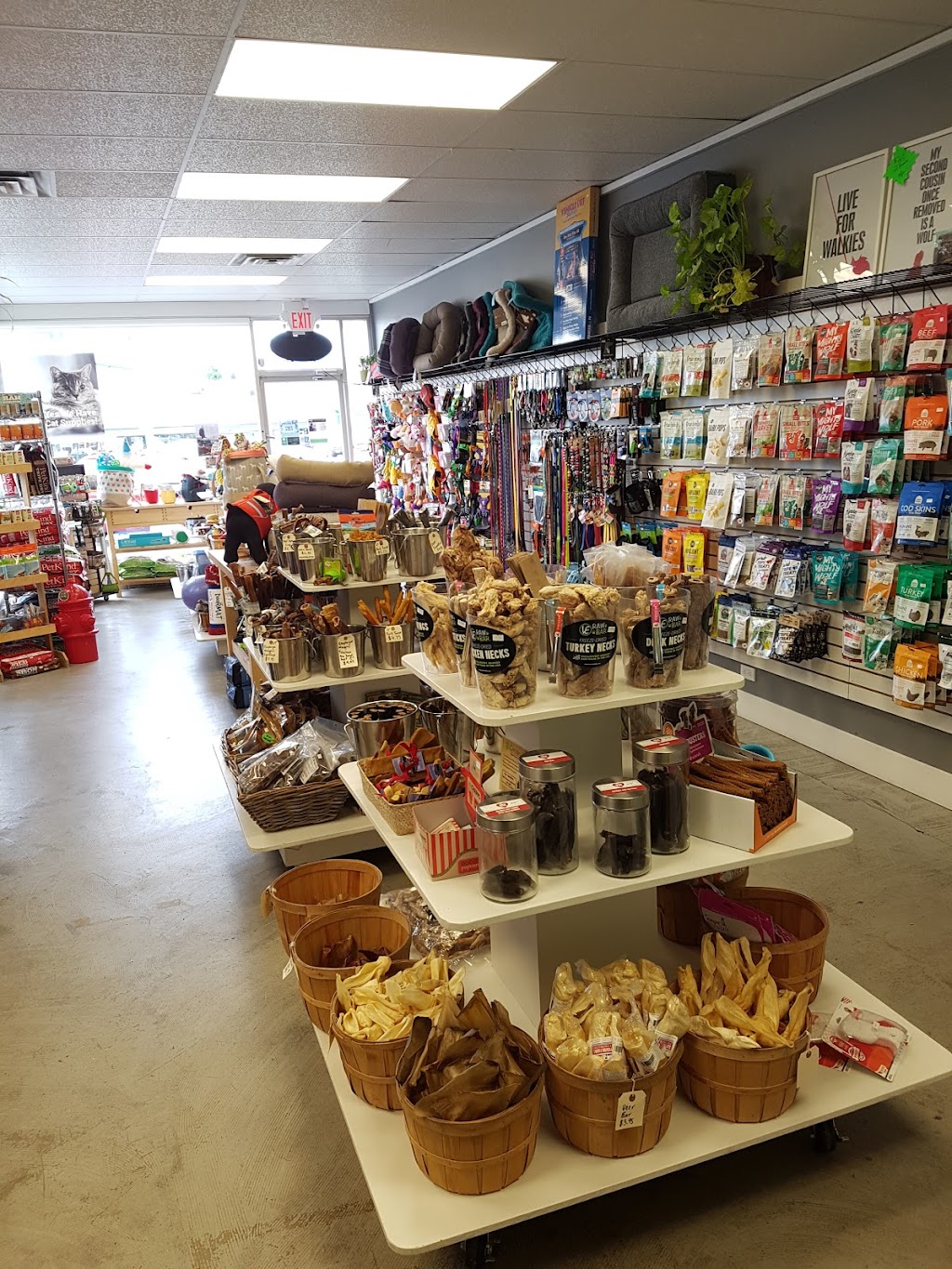 Discover Dogs | 701 Kingsway, Vancouver, BC V5T 3K6, Canada | Phone: (604) 428-3647