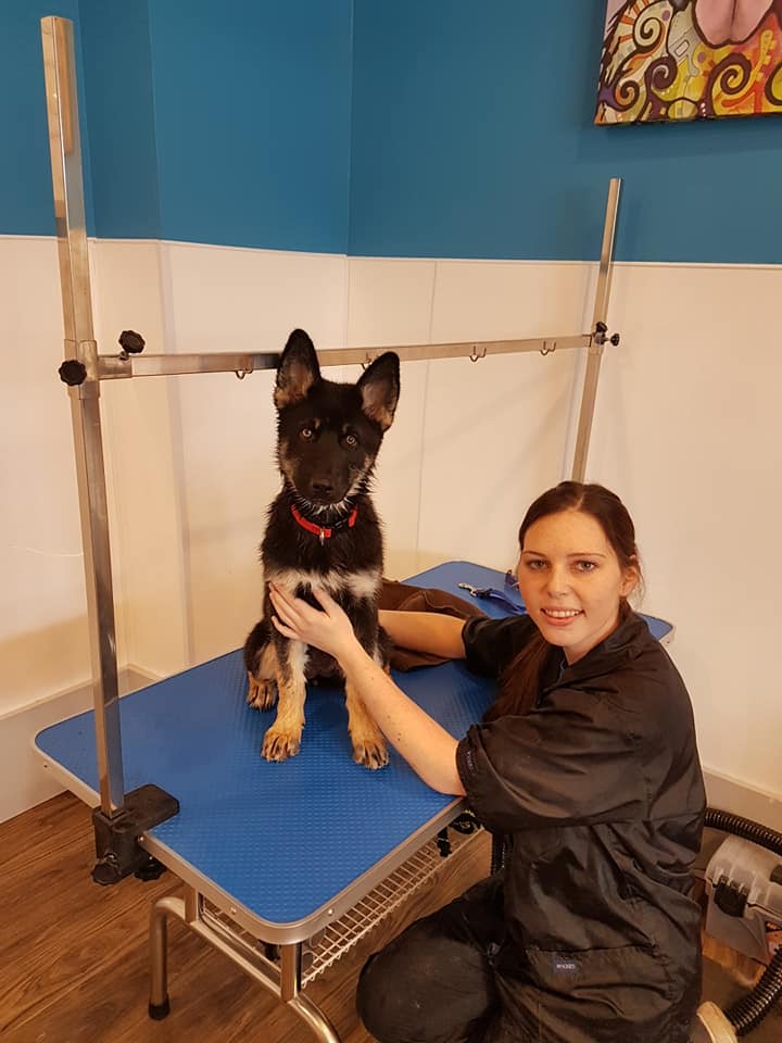 MAJOR Dog Grooming | 215 Lisgar St, Brighton, ON K0K 1H0, Canada | Phone: (613) 475-1599