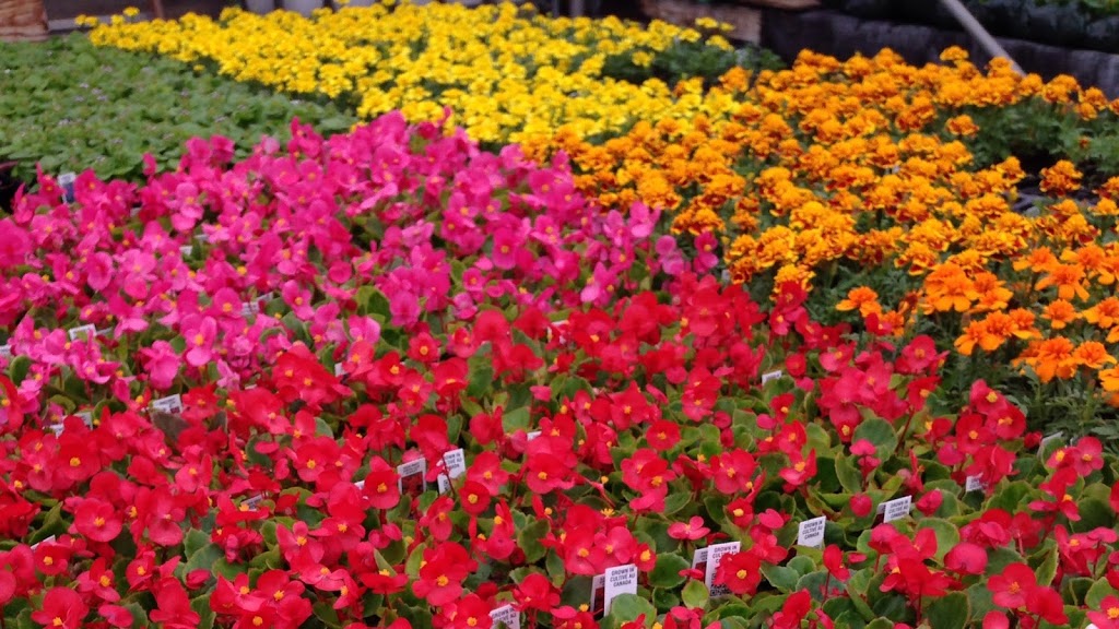 Old Mill Greenhouse | 22112 Gibson Rd, Mount Brydges, ON N0L 1W0, Canada | Phone: (519) 264-1638