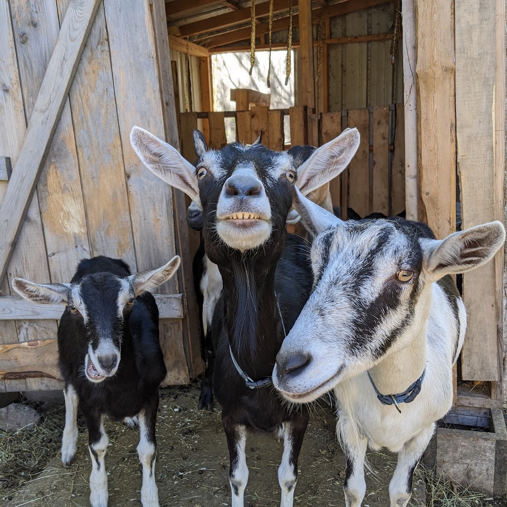 Twisted Roots Farm | 305 Gussieville Rd, Judique Intervale, NS B0E 1P0, Canada | Phone: (902) 302-7005