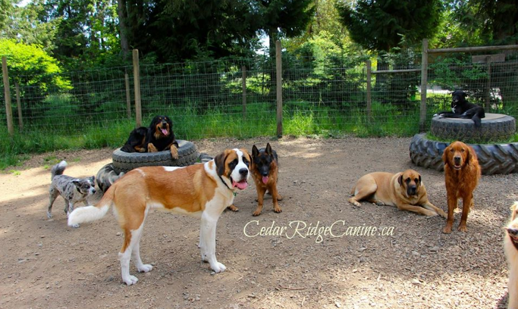 Cedar Ridge Canine | 2521 Townend Rd, Duncan, BC V9L 4L4, Canada | Phone: (250) 710-7525