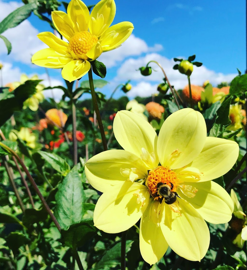 Au Beau Pré - Production Saint Anicet | 504 Chemin de la Concession Quesnel, Saint-Anicet, QC J0S 1M0, Canada | Phone: (450) 801-3095
