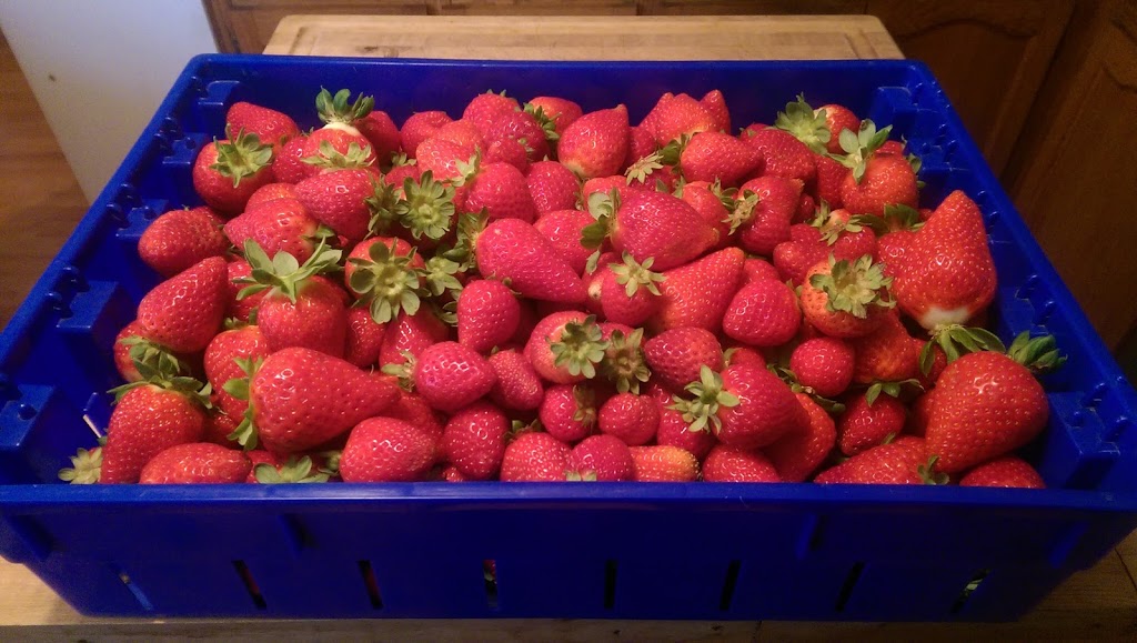 Simpson Eco Farms | 2770 Spring Brook Rd, Springbrook, ON K0K 3C0, Canada | Phone: (905) 505-0442