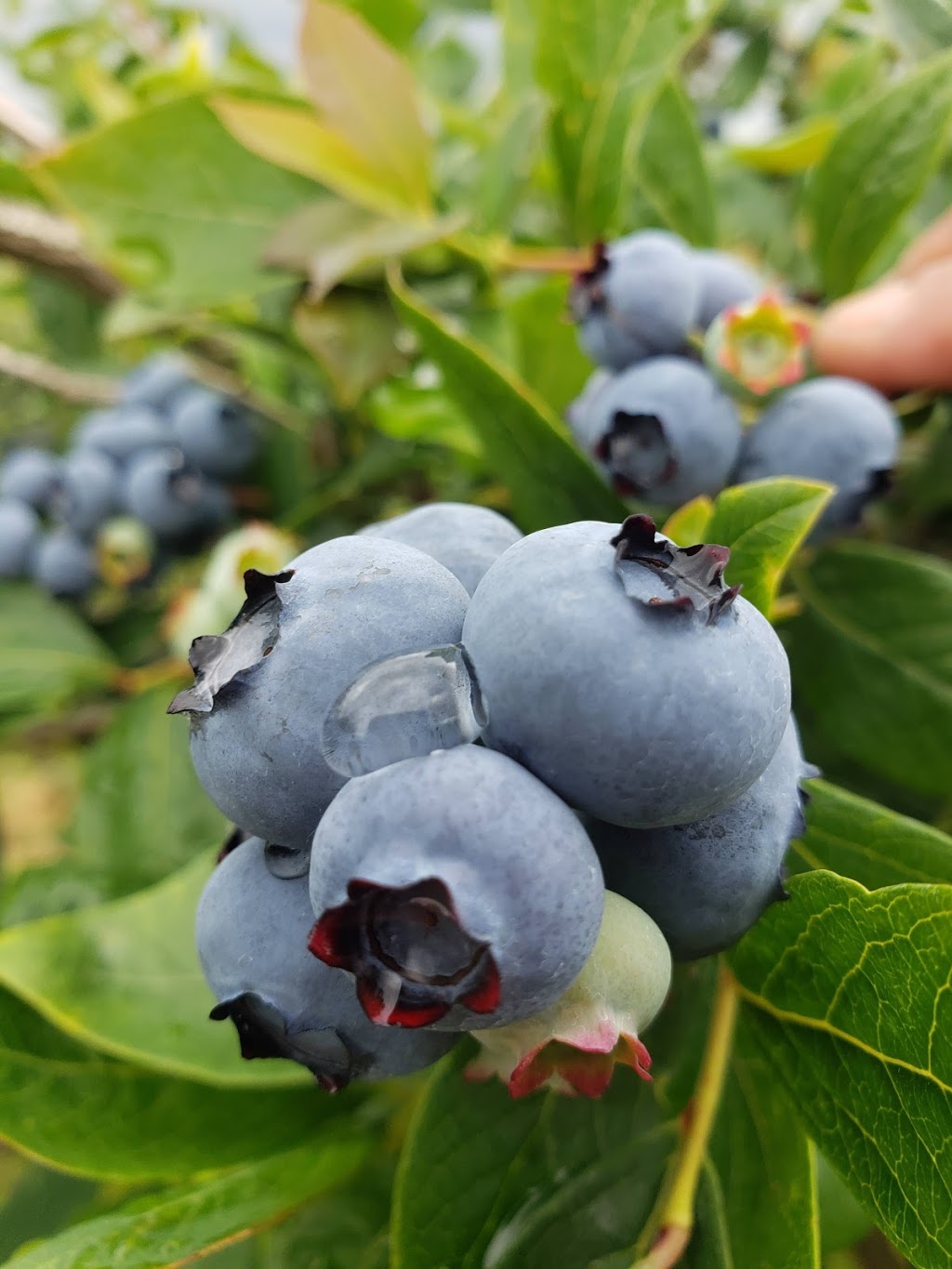 Twin berry - NRK Sahota Blueberry Farms Ltd | 19478 Old Dewdney Trunk Rd, Pitt Meadows, BC V3Y 2S1, Canada | Phone: (778) 658-0406