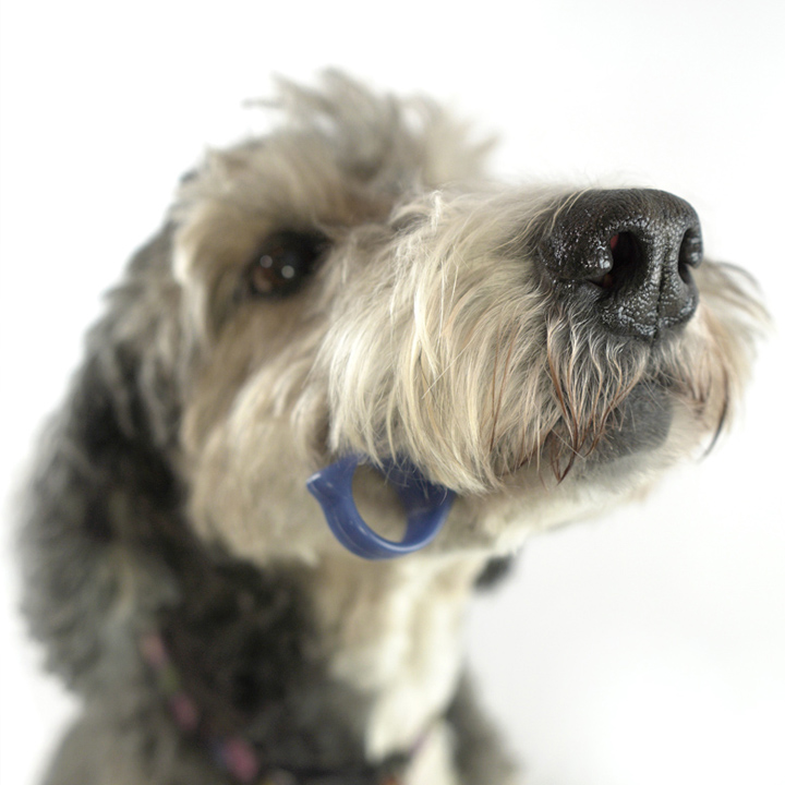 PawReady | 2189 King Rd, King City, ON L7B 1G3, Canada | Phone: (905) 833-0694