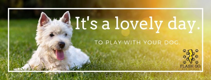 Flash Go. Dog Training | 2886 London Line, Sarnia, ON N7T 7H2, Canada | Phone: (519) 466-5819