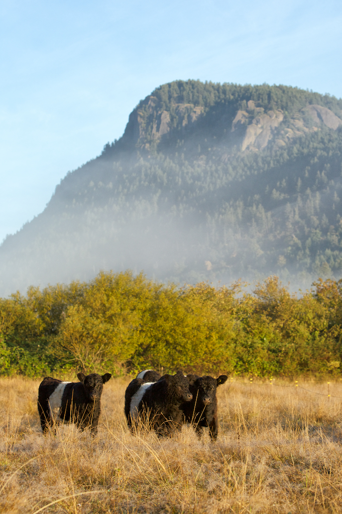 Night Owl Farm | 2100 Fulford-Ganges Rd, Salt Spring Island, BC V8K 1Z7, Canada | Phone: (250) 653-9147