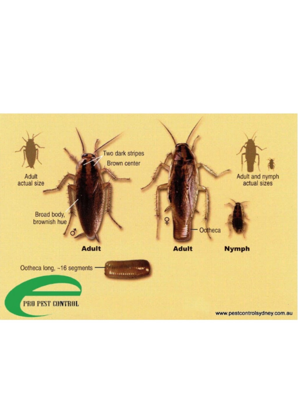 Epro Pest Control Inc | 74 Harpreet Cir, Etobicoke, ON M9W 0E2, Canada | Phone: (416) 834-3789