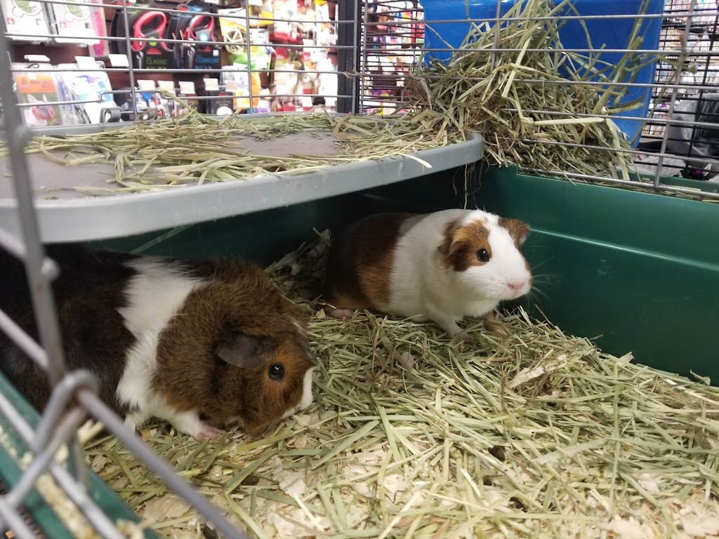 Pet Valu | 1400 Ottawa St S, Kitchener, ON N2E 4E2, Canada | Phone: (519) 579-3647