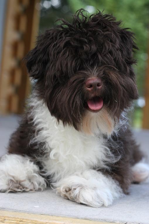 Moors Havanese | B24525, Side Rd 17, Beaverton, ON L0K 1A0, Canada | Phone: (705) 426-1517