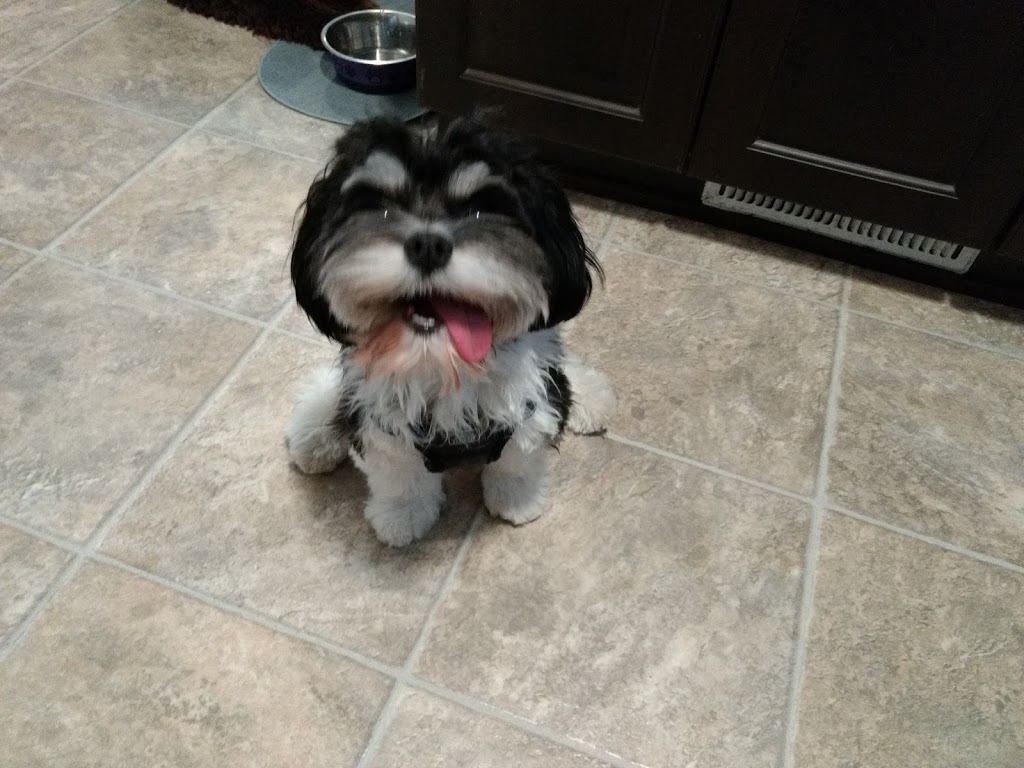 Carolines Dog Training | Barrhaven, Ottawa, ON K2J 3V2, Canada | Phone: (343) 540-9973