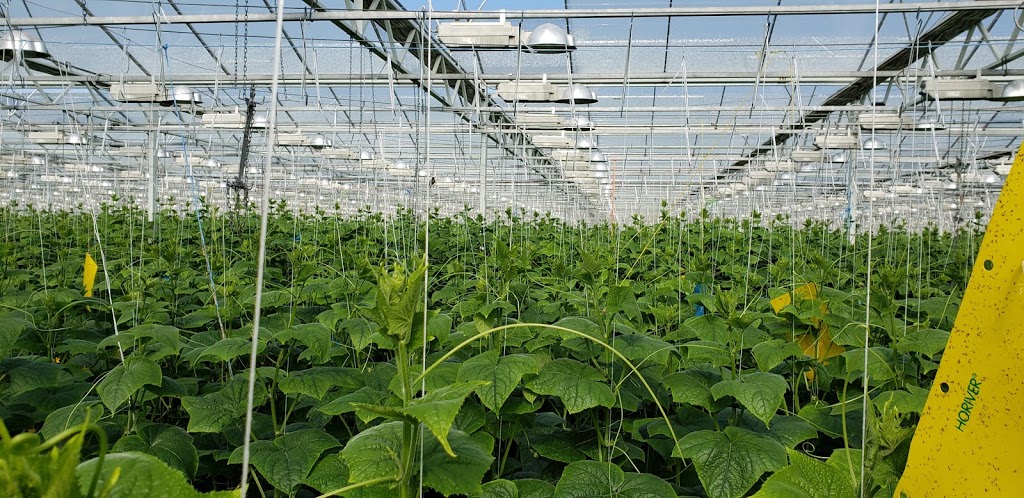 Randhawa Farms | 33677 Hallert Road, Abbotsford, BC V4X 1W9, Canada | Phone: (604) 864-8896