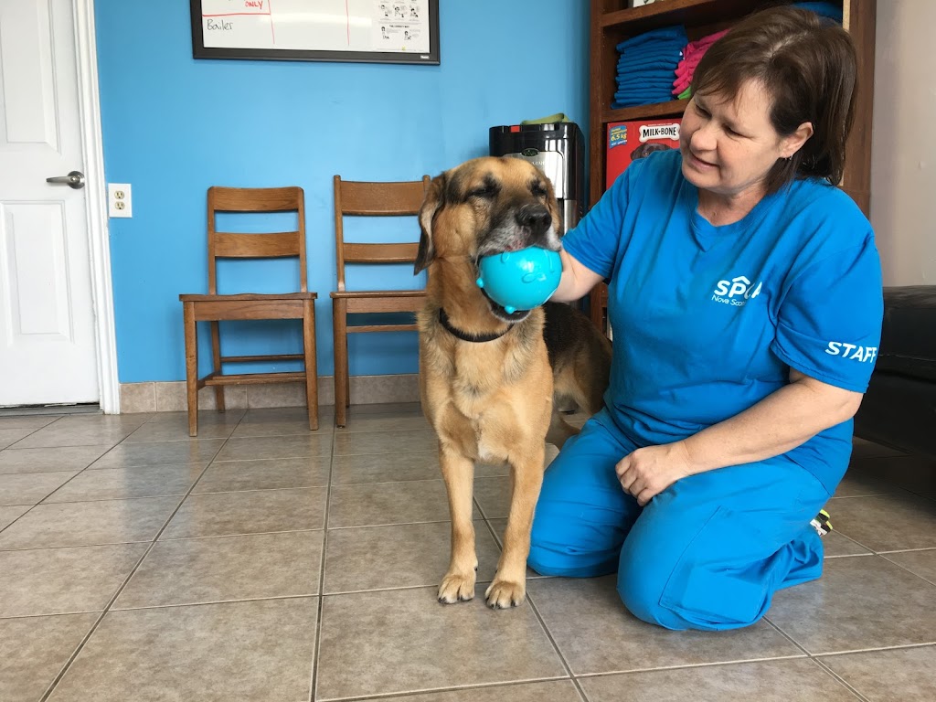 Colchester SPCA | 408 Industrial Ave, Truro, NS B2N 6Z6, Canada | Phone: (902) 893-7968