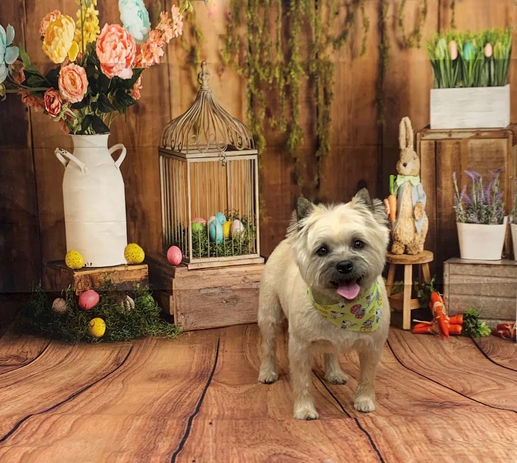 Groomingdale’s pet grooming | 264 Baker Dr, Dartmouth, NS B2W 6L4, Canada | Phone: (902) 464-6460