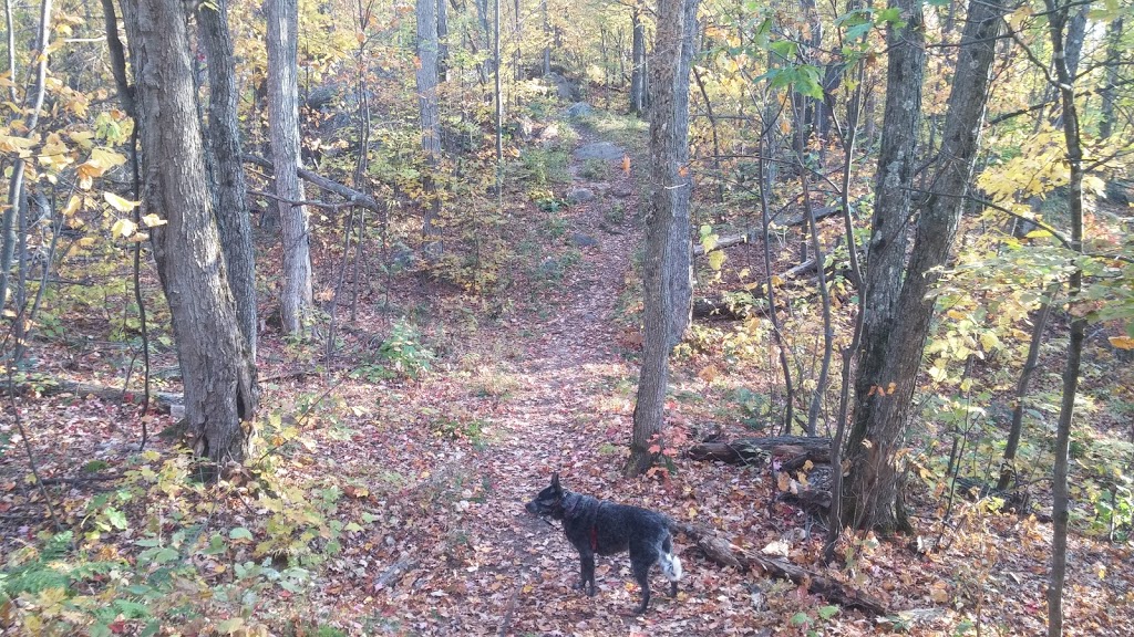 Ramparts Trail | Trail 28, Chelsea, QC J9B 1H9, Canada