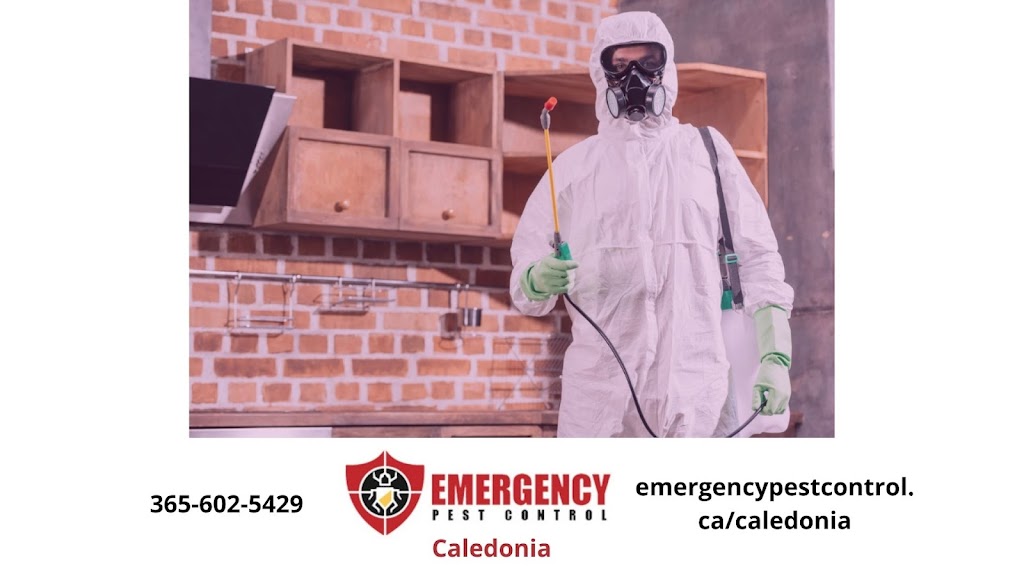 Caledonia Emergency Pest Control | 43 Arnold Marshall Blvd, Caledonia, ON N3W 0B3, Canada | Phone: (907) 781-7520