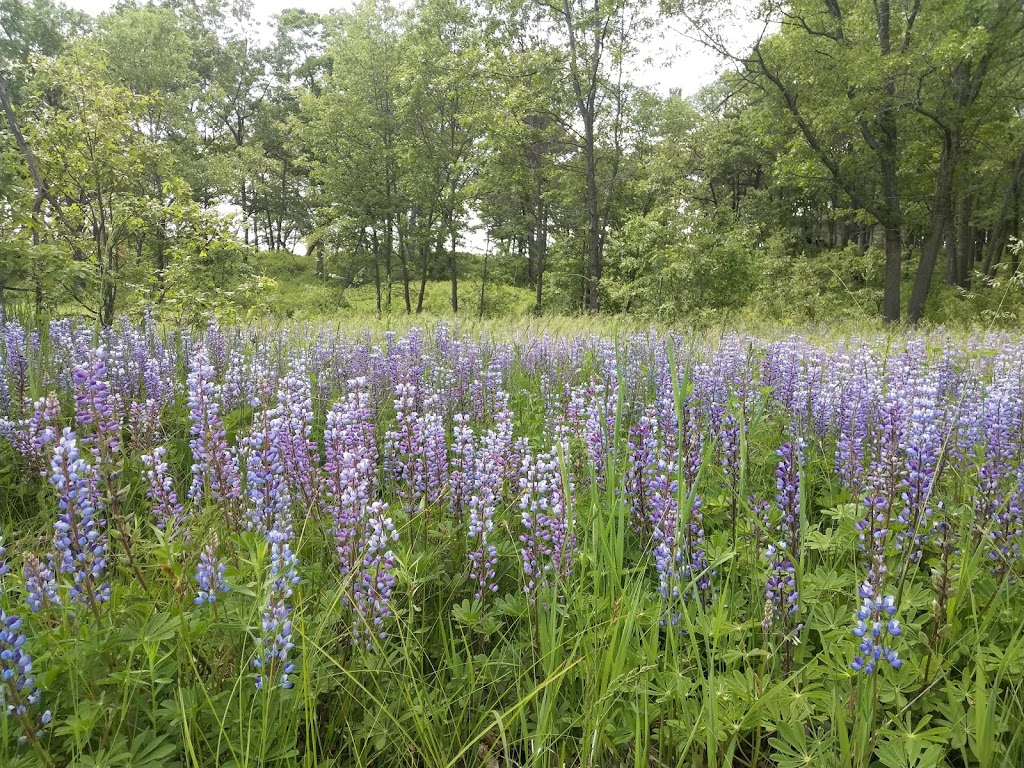 Alderville First Nation Black Oak Savanna | 8467 Northumberland County Rd 18, Roseneath, ON K0K 2X0, Canada | Phone: (905) 352-1008