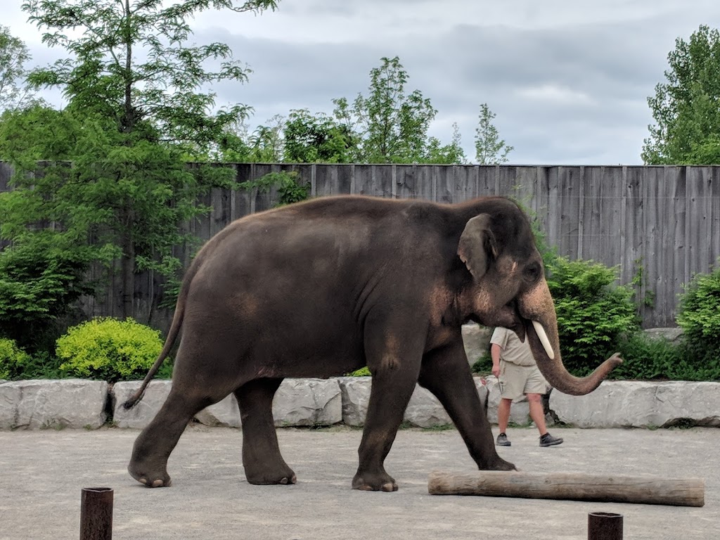 African Lion Safari | 1386 Cooper Rd, Cambridge, ON N1R 5S2, Canada | Phone: (519) 623-2620