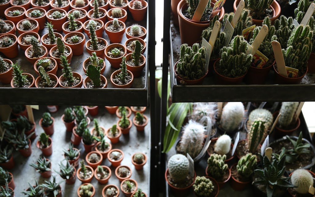 Fleuriste Abaca | 2565 Rue Beaubien E, Montréal, QC H1Y 1G4, Canada | Phone: (514) 729-4029