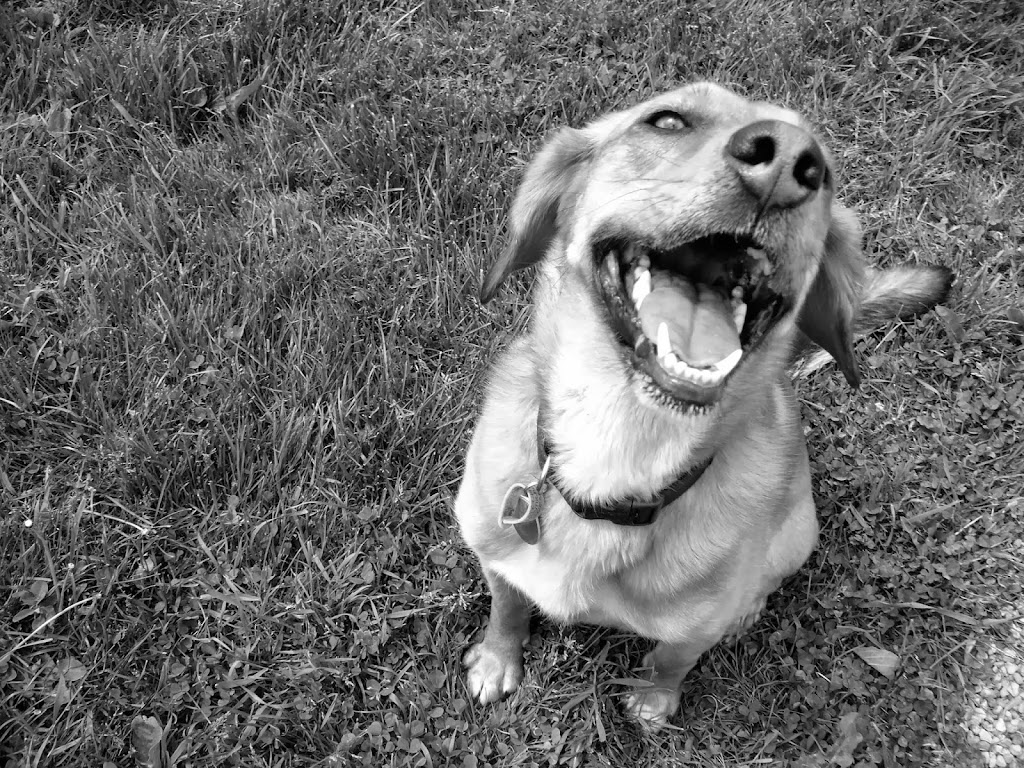 Hug-a-Pup Dogsitting Services | 380 Townline Rd E, Cayuga, ON N0A 1E0, Canada | Phone: (905) 772-7704