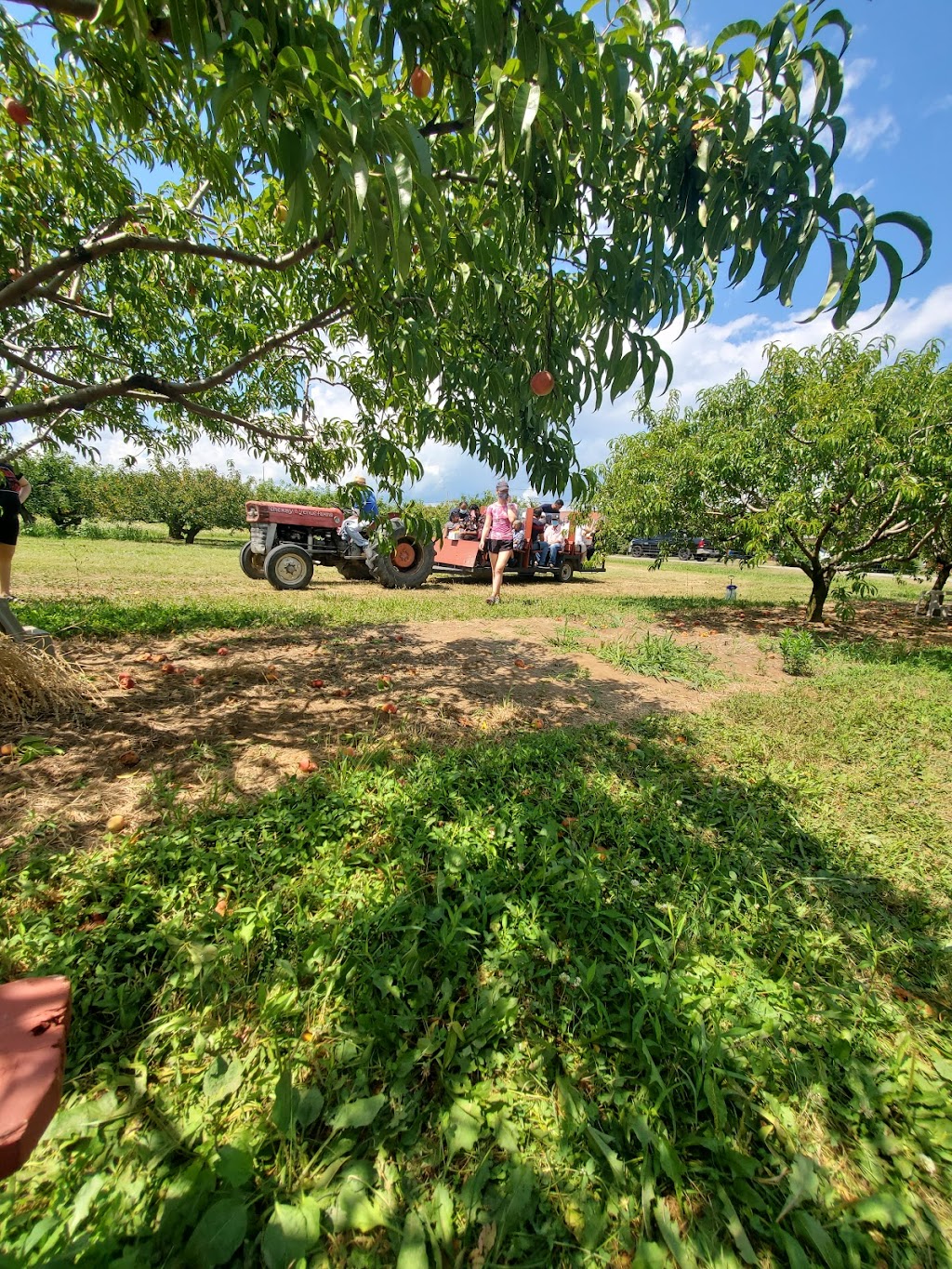 FIELDTREE FARMS | 3739 John St, Beamsville, ON L0R 1B1, Canada | Phone: (289) 690-3044