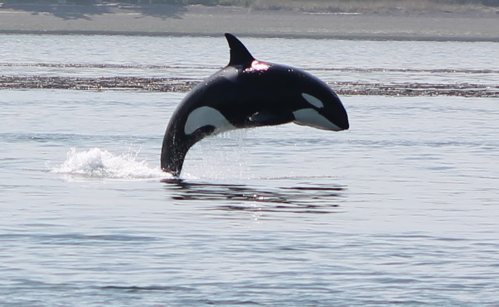San Juan Cruises | 355 Harris Ave #104, Bellingham, WA 98225, USA | Phone: (800) 443-4552