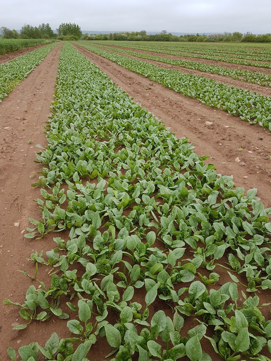 Melvin Farms Ltd | 420N N Medford Rd, Canning, NS B0P 1H0, Canada | Phone: (902) 582-7939