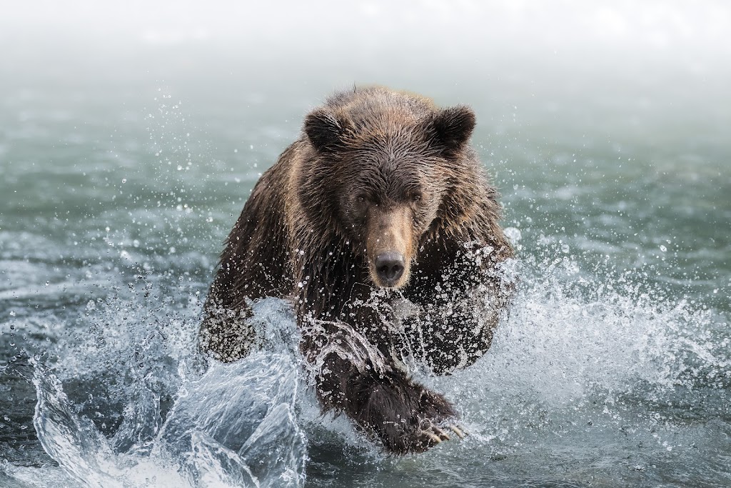 Klahoose Coastal Adventures | 4400 Marine Ave #203, Powell River, BC V8A 2K1, Canada | Phone: (250) 935-8539