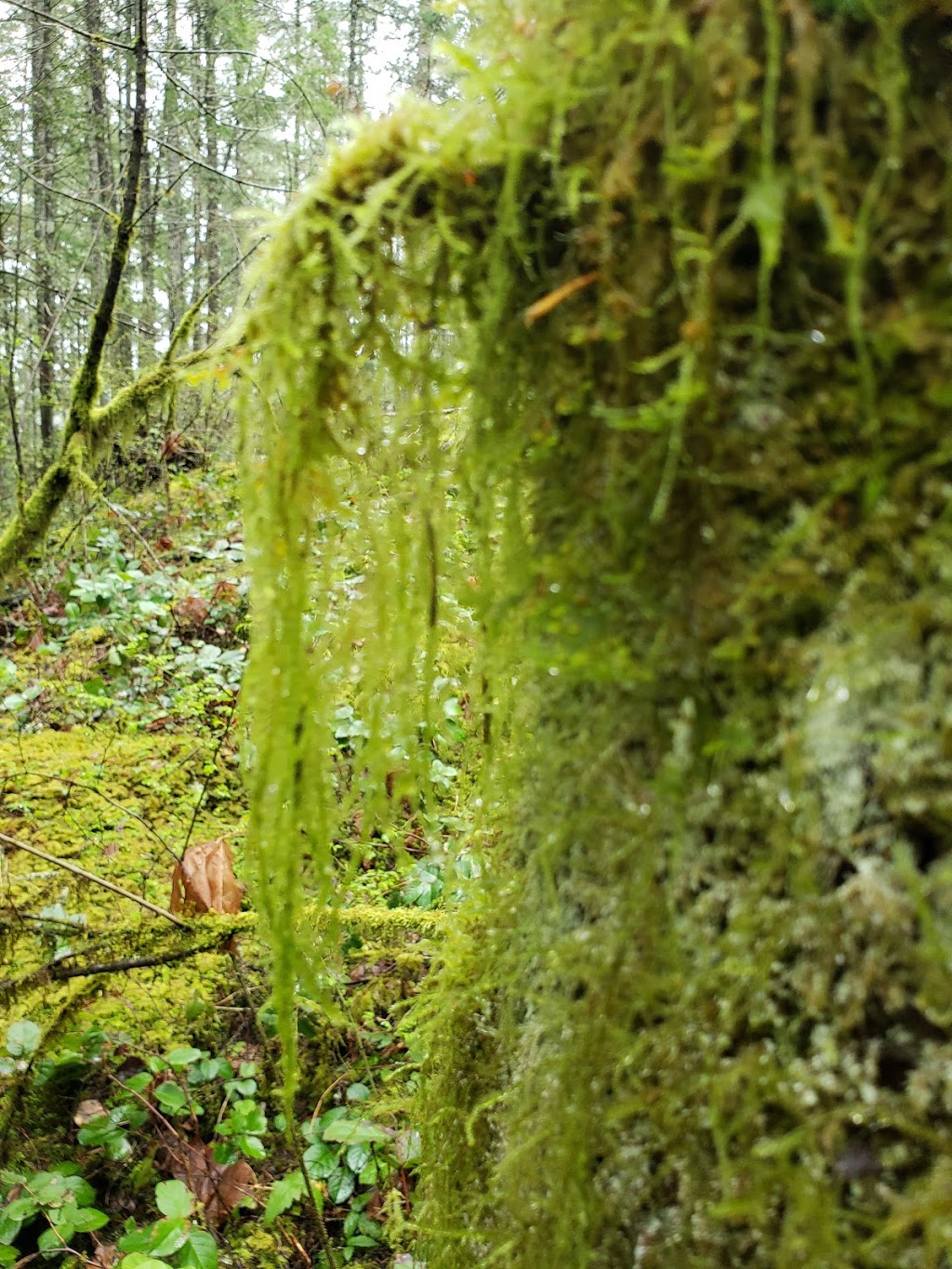 Cascade Trail | Cascade Trail, Victoria, BC V9E 2A3, Canada