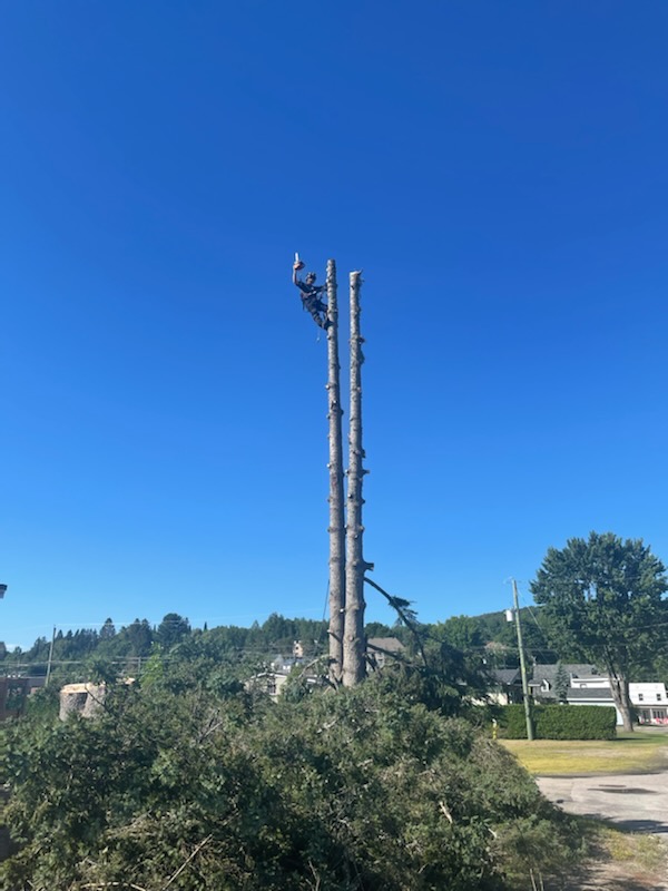 Les Service Arbofor | 3924 Chem. du Rapide, Rivière-Rouge, QC J0T 1T0, Canada | Phone: (819) 808-7311