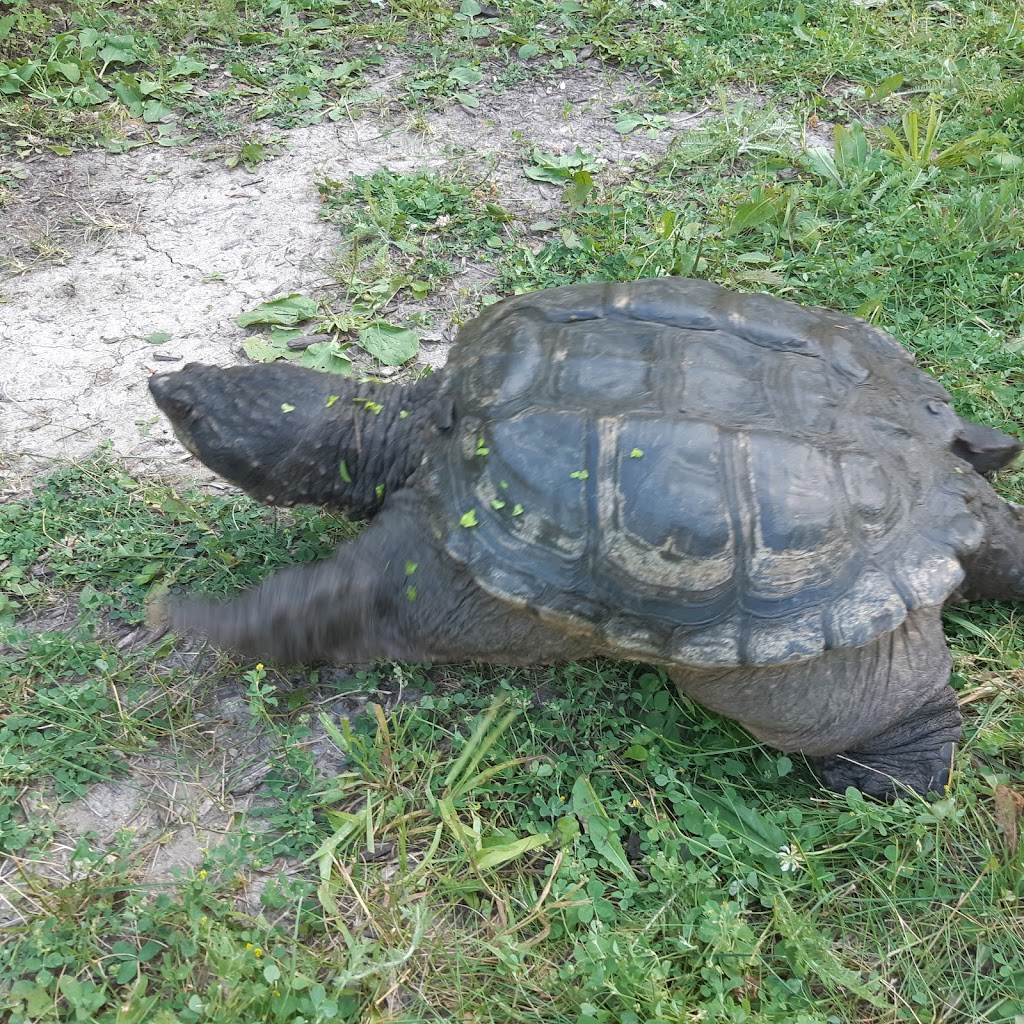 Ontario Turtle Conservation Centre | 1434 Chemong Rd #4, Peterborough, ON K9J 6X2, Canada | Phone: (705) 741-5000
