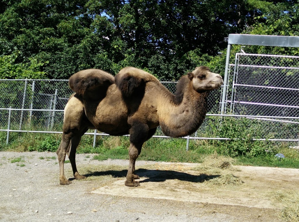 Riverview Park & Zoo | 1300 Water St, Peterborough, ON K9J 7G4, Canada | Phone: (705) 748-9301