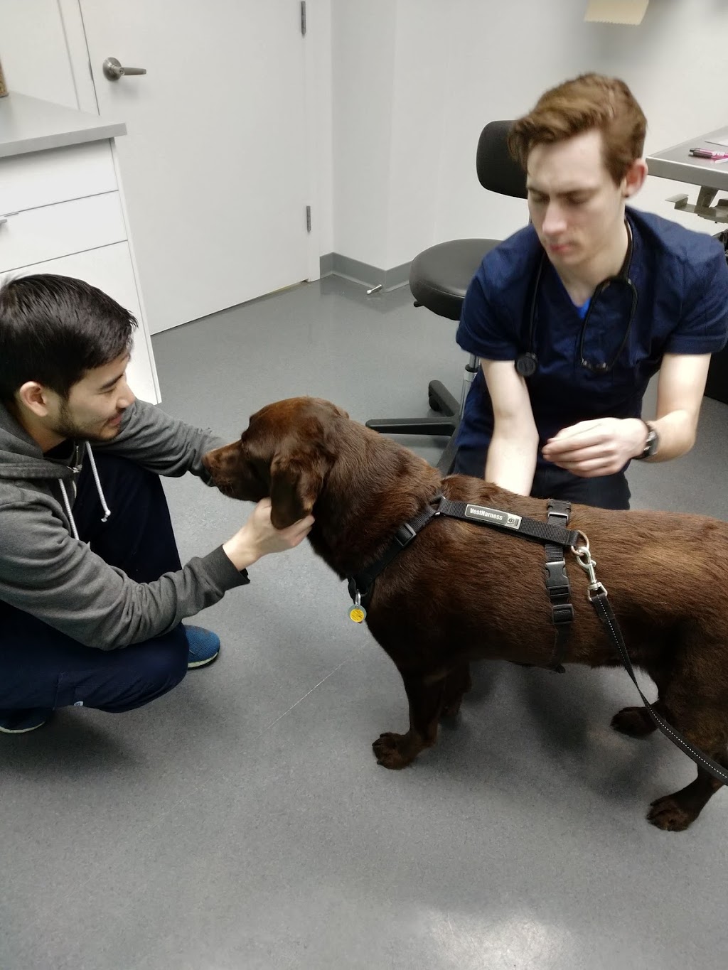 RAPS Animal Hospital | 13340 Smallwood Pl #205, Richmond, BC V6V 1W8, Canada | Phone: (604) 242-1666