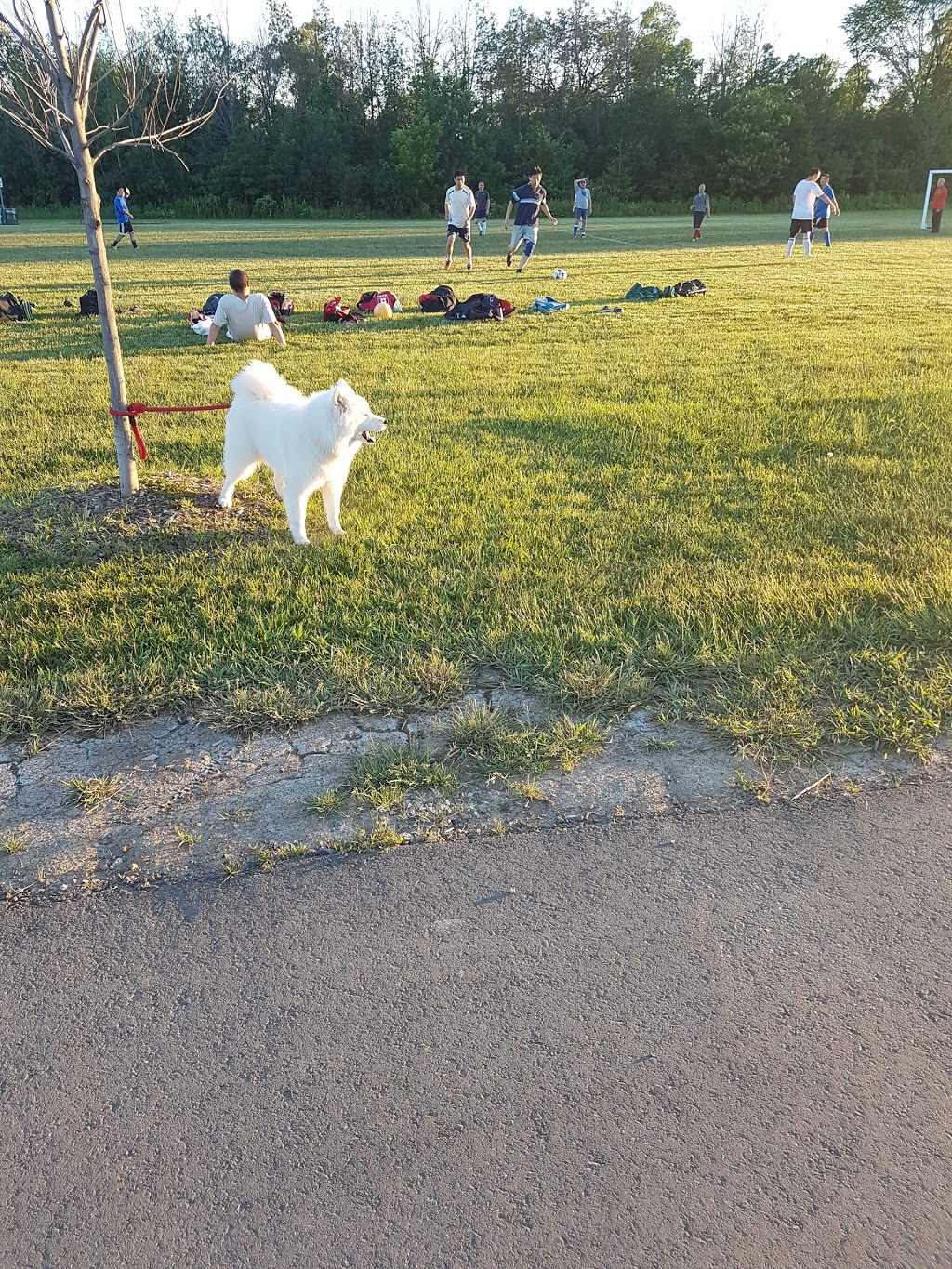 Willowvale Fields | 1340 Willowvale Gardens, Mississauga, ON L5V 2C6, Canada