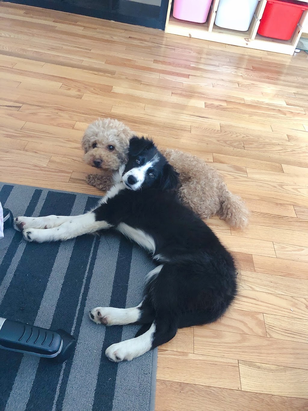 Cathys Dog daycare & Boarding | 3275 88 St SE, Calgary, AB T1X 0L5, Canada | Phone: (587) 889-3164