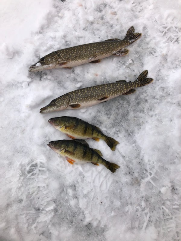 Dalrymple Daves FISH HUTS | 128 Fulsom Crescent, Orillia, ON L3V 6H5, Canada | Phone: (855) 923-3235