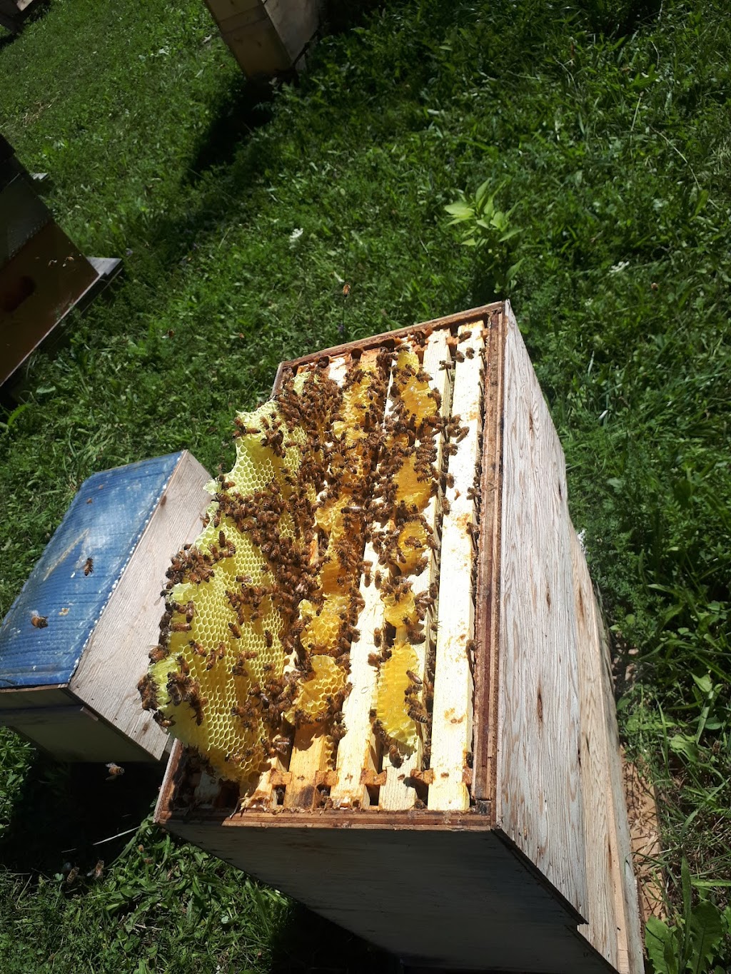 4thlinehoney | 96070 4 Line SW, Melancthon, ON L9V 2B9, Canada | Phone: (647) 216-7084