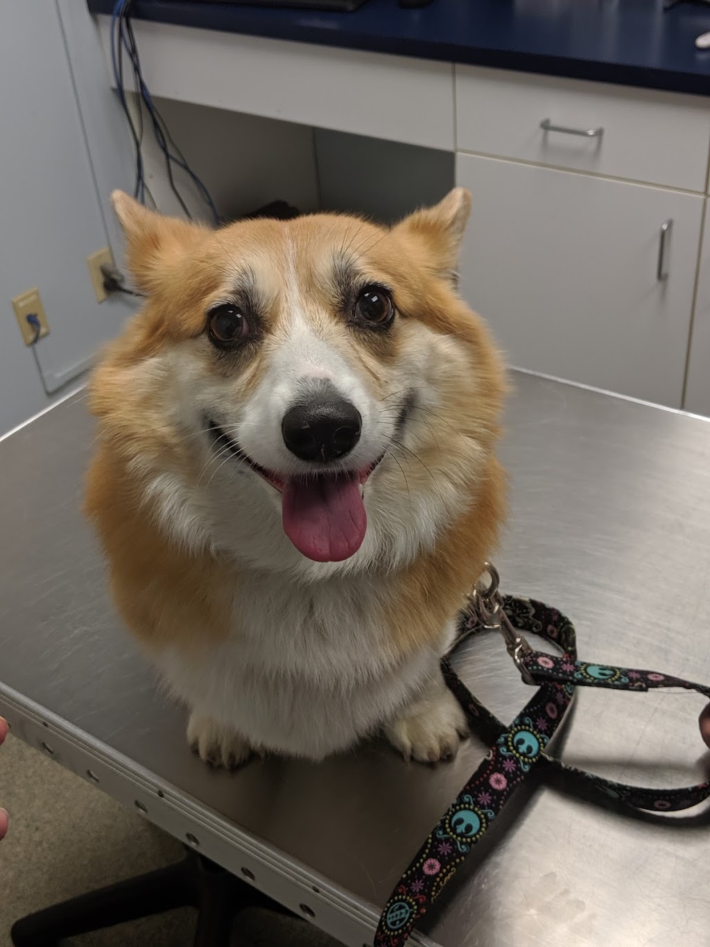 VCA Canada Barrie Veterinary Hospital | 200 Bayfield St, Barrie, ON L4M 3B6, Canada | Phone: (705) 728-4545